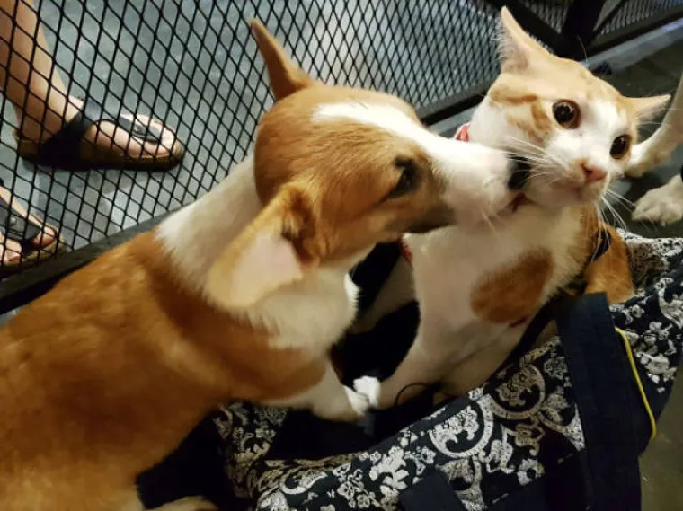 NAJČUDNIJI PAROVI ŽIVOTINJA! Imaju istog tatu, ali različite mame?