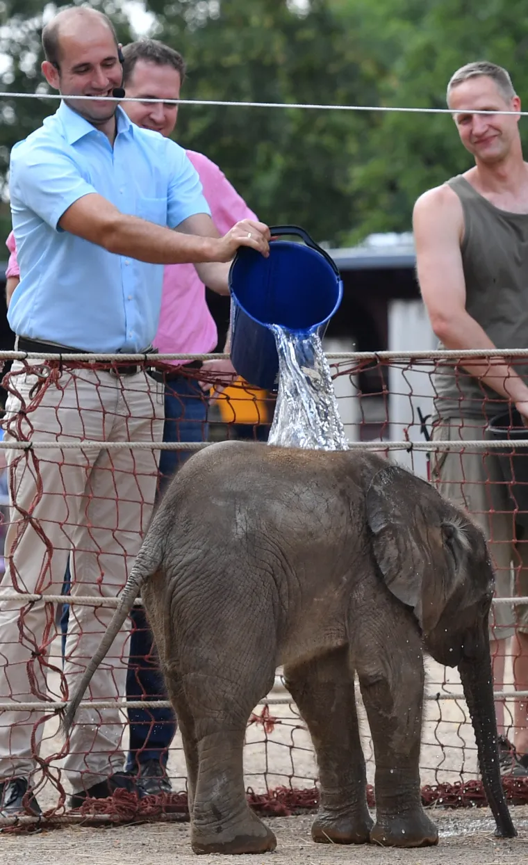 Beba slonić uživa u ljetnim radostima, dok drugi ozbiljno rade