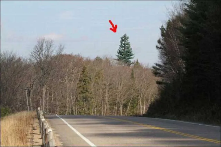 Vjerovali ili ne, na fotografiji koju vidite nije snimljeno visoko drvo nego maskirana antena. Neka mjesta na svijetu koriste kamuflažu kako bi antene i tornjeve bolje uklopile u okoliš, a u nastavku možete vidjeti primjere kako to izgleda u praksi