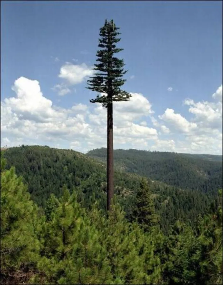 NE, NA SLICI NIJE VISOKO DRVO: Možete li pogoditi o čemu je stvarno riječ?