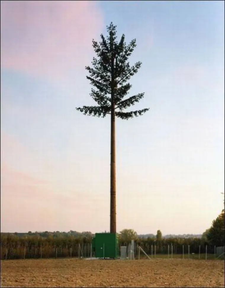 NE, NA SLICI NIJE VISOKO DRVO: Možete li pogoditi o čemu je stvarno riječ?