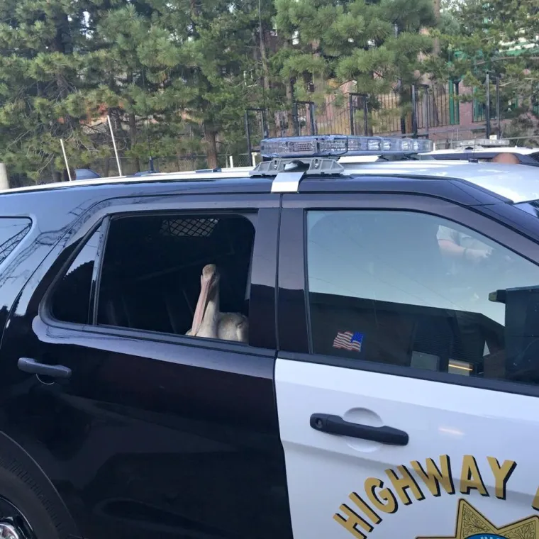 Pelikan je na stražnjem sjedalu policijskog automobila imao mnogo vremena za razmišljanje, pa je na nekoliko fotografija uhvaćen kako zadubljeno promišlja o svojoj budućnosti...
