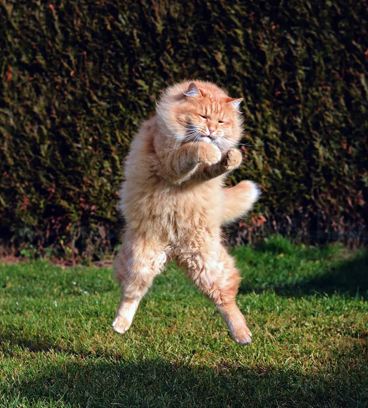 NETKO JE GADNO PRESTRAVIO OVE MAČKE: Skočile su kao da su vidjele samog vraga