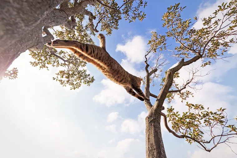 NETKO JE GADNO PRESTRAVIO OVE MAČKE: Skočile su kao da su vidjele samog vraga