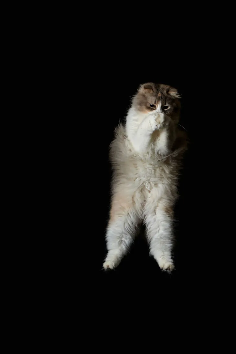 NETKO JE GADNO PRESTRAVIO OVE MAČKE: Skočile su kao da su vidjele samog vraga