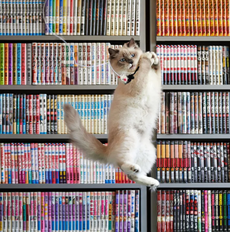 NETKO JE GADNO PRESTRAVIO OVE MAČKE: Skočile su kao da su vidjele samog vraga