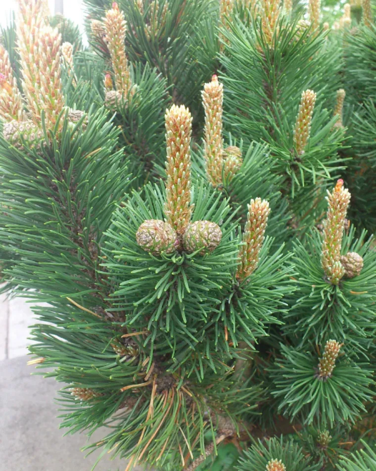 PENIS JE U OKU PROMATRAČA: Poku&scaron;ajte odoljeti ovim optičkim varkama i vidjeti &scaron;to se zapravo nalazi na njima