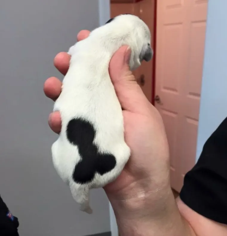 PENIS JE U OKU PROMATRAČA: Poku&scaron;ajte odoljeti ovim optičkim varkama i vidjeti &scaron;to se zapravo nalazi na njima