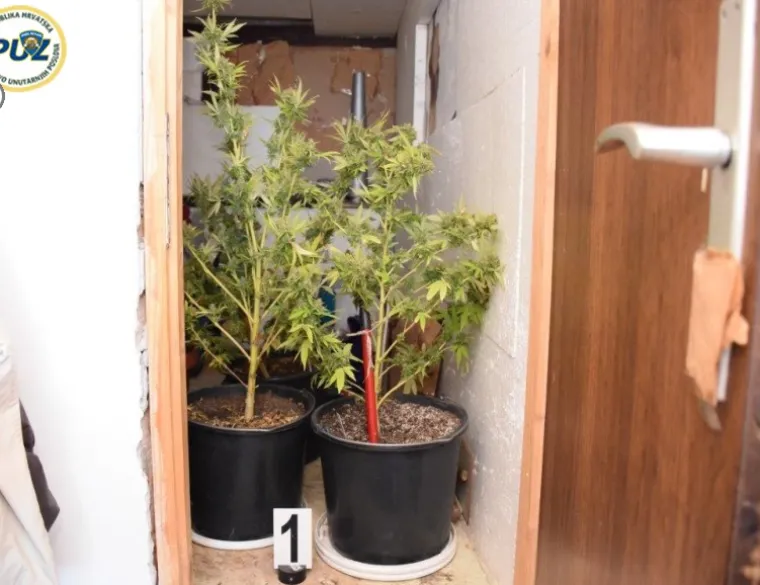 POLICIJA OBJAVILA FOTOGRAFIJE: Ovo je velika plantaža marihuane koja je rasla na krovu u centru grada