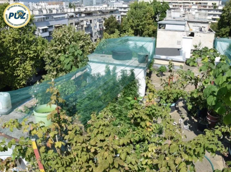 POLICIJA OBJAVILA FOTOGRAFIJE: Ovo je velika plantaža marihuane koja je rasla na krovu u centru grada