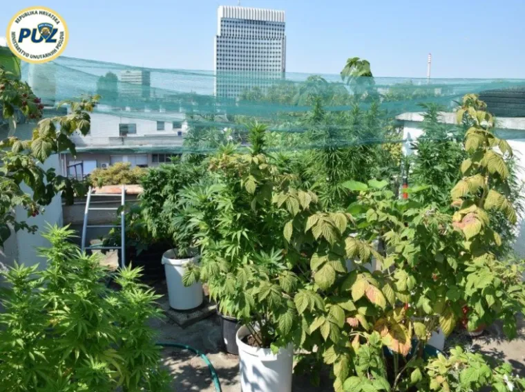 Djelatnici Službe kriminaliteta droga Policijske uprave zagrebačke dovr&scaron;ili su kriminalističko istraživanje nad 59-godi&scaron;njom Zagrepčankom zbog osnovane sumnje da je počinila kazneno djelo neovla&scaron;tene proizvodnje i prometa drogama te omogućavanja konzumiranja droga.