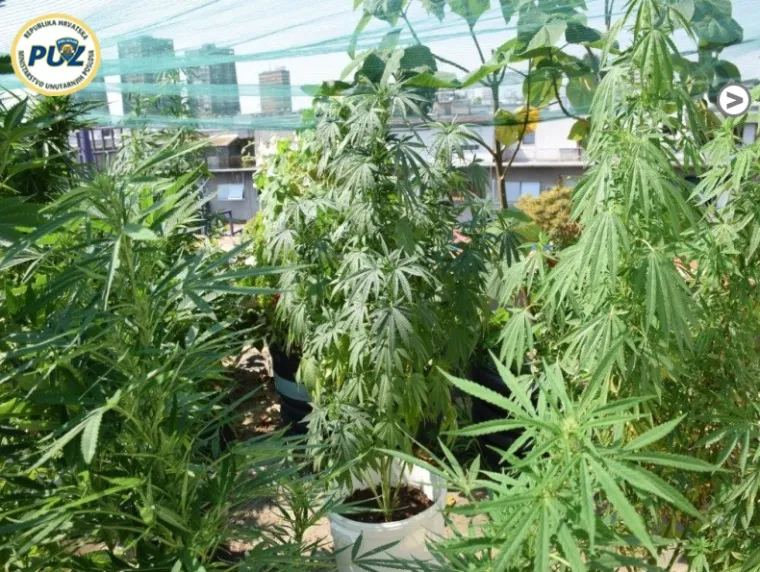 POLICIJA OBJAVILA FOTOGRAFIJE: Ovo je velika plantaža marihuane koja je rasla na krovu u centru grada