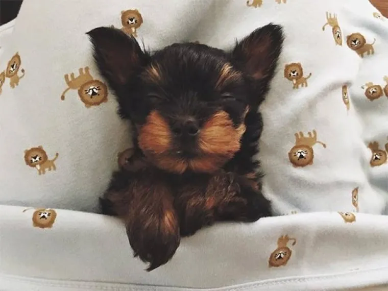 Ako vam je dosadila politika i druge životne nedaće, prenosimo vam galeriju koja će vas sigurno raznježiti i malo vam popraviti dan. U njoj smo okupili preslatke psiće pa svakako iskoristite ovu priliku da se malo osvježite.