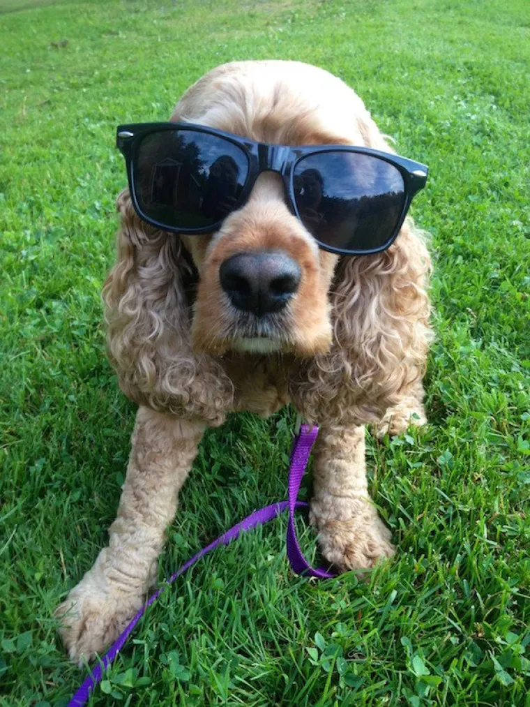 DOSTA JE BILO POLITIKE I NEGATIVE! Razveselite se uz njihove preslatke nju&scaron;kice