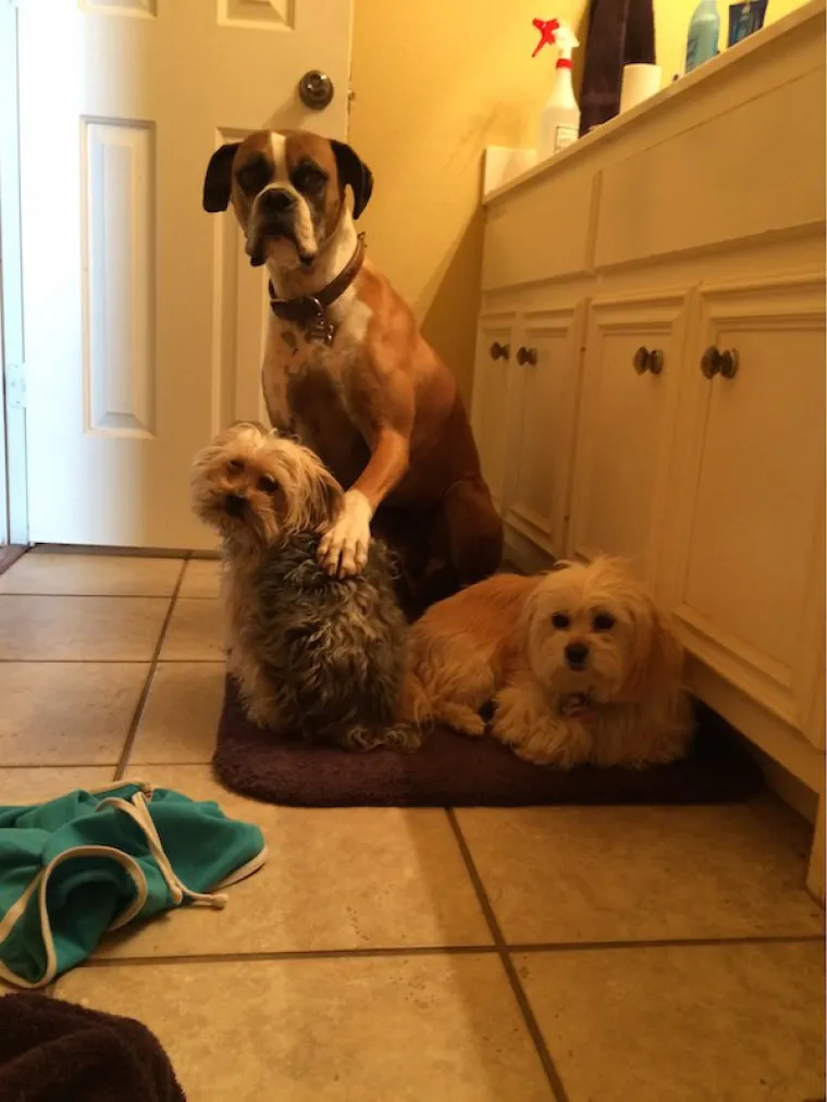 DOSTA JE BILO POLITIKE I NEGATIVE! Razveselite se uz njihove preslatke nju&scaron;kice