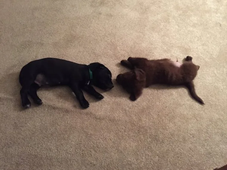 DOSTA JE BILO POLITIKE I NEGATIVE! Razveselite se uz njihove preslatke nju&scaron;kice