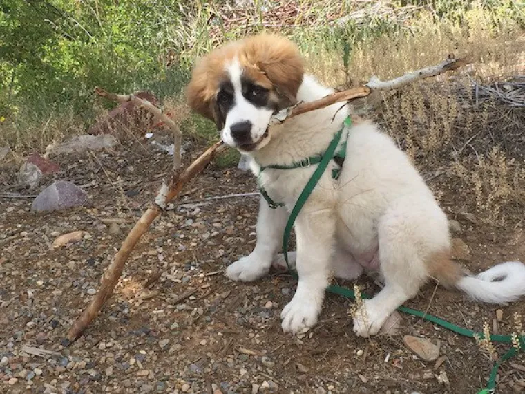 DOSTA JE BILO POLITIKE I NEGATIVE! Razveselite se uz njihove preslatke nju&scaron;kice