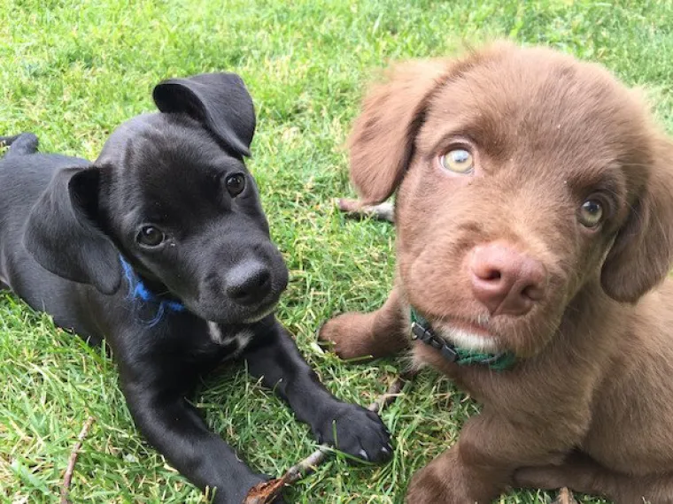 DOSTA JE BILO POLITIKE I NEGATIVE! Razveselite se uz njihove preslatke nju&scaron;kice