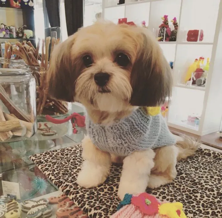 DOSTA JE BILO POLITIKE I NEGATIVE! Razveselite se uz njihove preslatke nju&scaron;kice