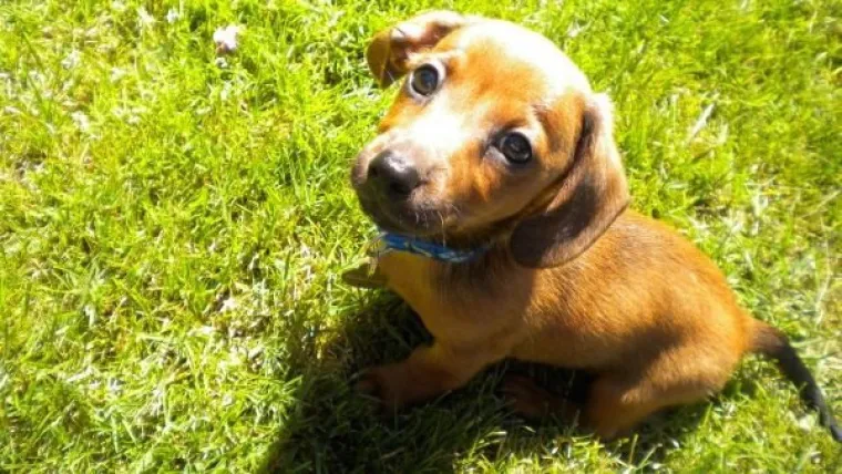 DOSTA JE BILO POLITIKE I NEGATIVE! Razveselite se uz njihove preslatke nju&scaron;kice