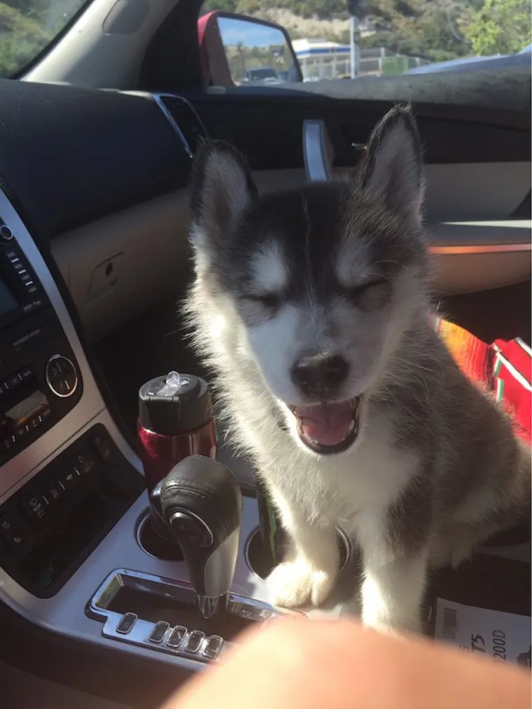 DOSTA JE BILO POLITIKE I NEGATIVE! Razveselite se uz njihove preslatke nju&scaron;kice