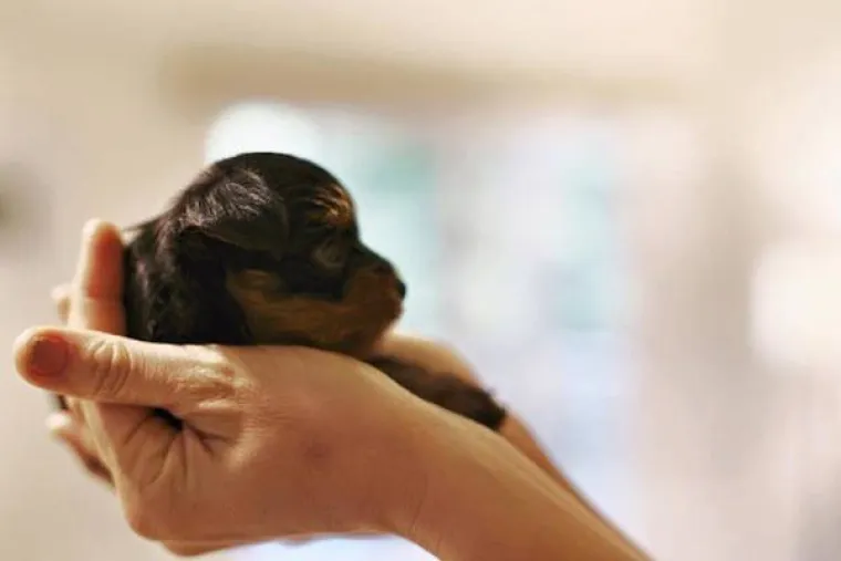 DOSTA JE BILO POLITIKE I NEGATIVE! Razveselite se uz njihove preslatke nju&scaron;kice