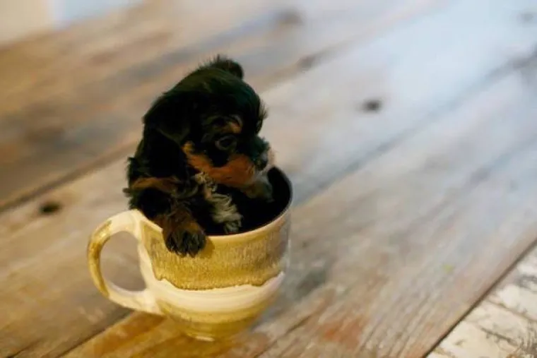 DOSTA JE BILO POLITIKE I NEGATIVE! Razveselite se uz njihove preslatke nju&scaron;kice