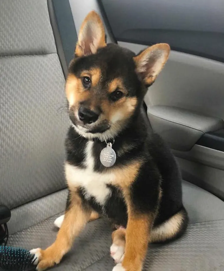 DOSTA JE BILO POLITIKE I NEGATIVE! Razveselite se uz njihove preslatke nju&scaron;kice