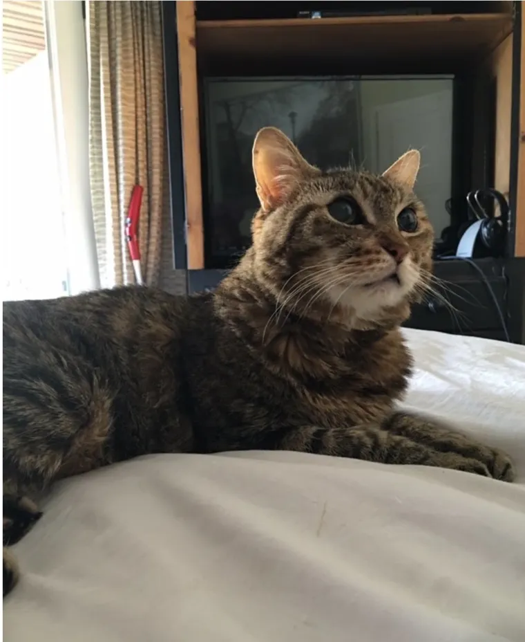 ONO KAD MAMA VOLI MAČKU VI&Scaron;E OD TEBE: Evo za&scaron;to žene s mačkama obično nemaju djecu