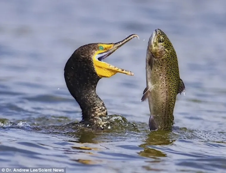 Novo značanje izraza 'brza hrana'