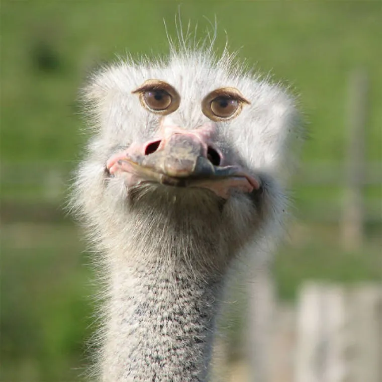 Priroda je vrlo funkcionalna, u to nema uopće sumnje. Zato niti ne čudi da izgleda urnebesno kada se ljudi umije&scaron;aju u ono &scaron;to je priroda stvarala milijunima godina i sve upropaste svojim fiks idejama. Jedna od takvih ideja je da životinje imaju oči koje gledaju naprijed umjesto sa strane, a evo kako izgledaju životinje s takvim očima.