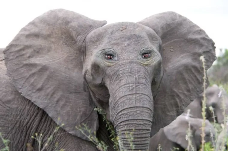 LJUDI NAPRAVILI ŽIVOTINJE NA SVOJU SLIKU: Evo &scaron;to se dogodi kada se ljudi umije&scaron;aju u savr&scaron;eni dizajn evolucije