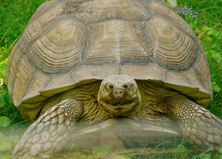 LJUDI NAPRAVILI ŽIVOTINJE NA SVOJU SLIKU: Evo &scaron;to se dogodi kada se ljudi umije&scaron;aju u savr&scaron;eni dizajn evolucije