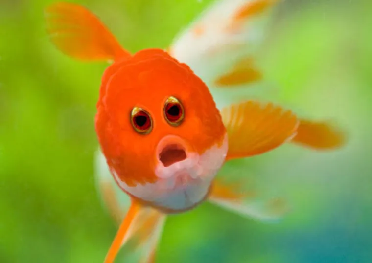 LJUDI NAPRAVILI ŽIVOTINJE NA SVOJU SLIKU: Evo &scaron;to se dogodi kada se ljudi umije&scaron;aju u savr&scaron;eni dizajn evolucije