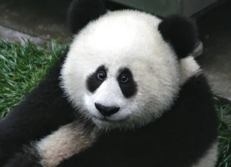 LJUDI NAPRAVILI ŽIVOTINJE NA SVOJU SLIKU: Evo &scaron;to se dogodi kada se ljudi umije&scaron;aju u savr&scaron;eni dizajn evolucije