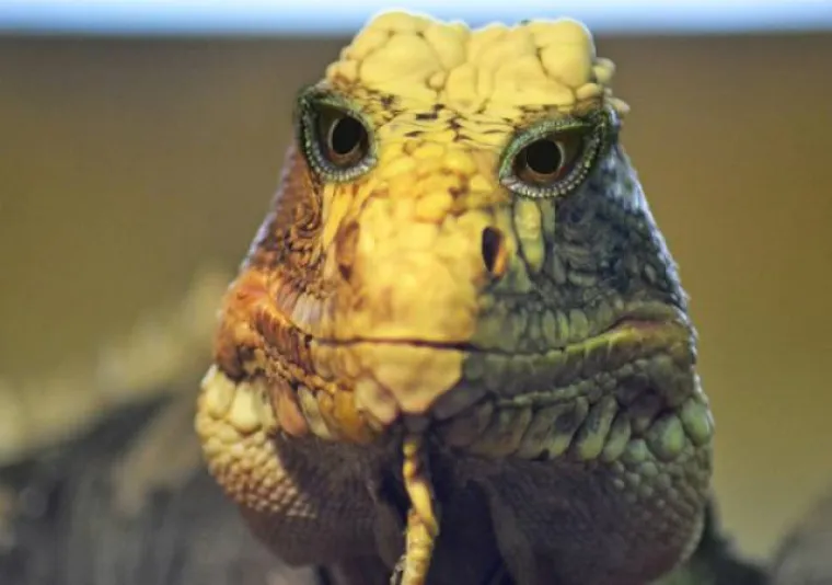 LJUDI NAPRAVILI ŽIVOTINJE NA SVOJU SLIKU: Evo &scaron;to se dogodi kada se ljudi umije&scaron;aju u savr&scaron;eni dizajn evolucije