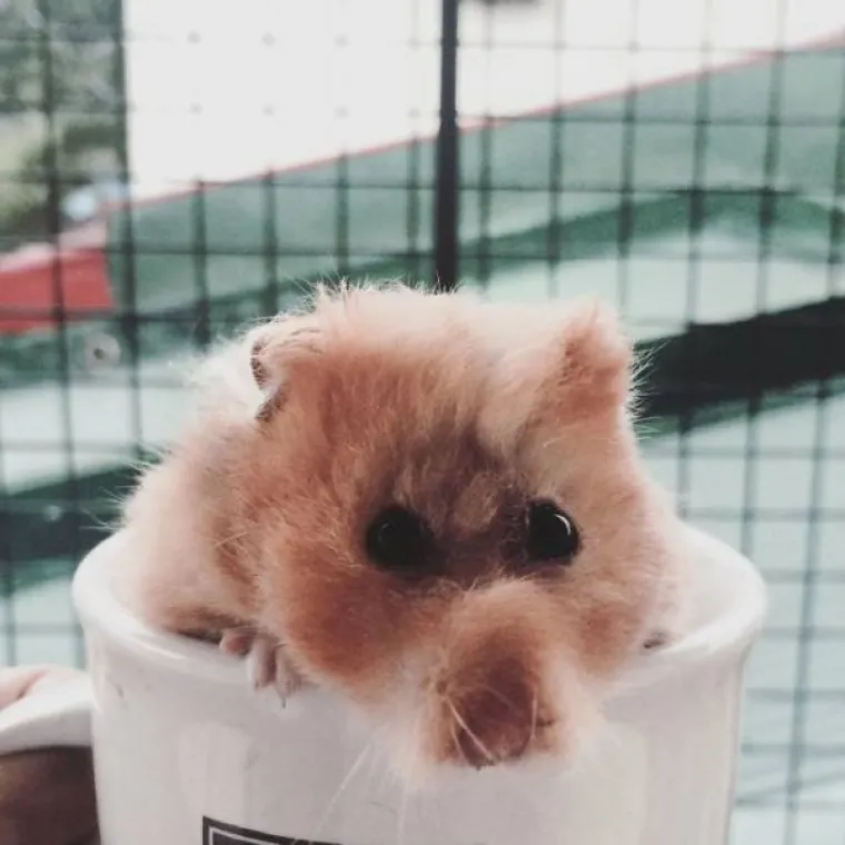 LJUDI NAPRAVILI ŽIVOTINJE NA SVOJU SLIKU: Evo &scaron;to se dogodi kada se ljudi umije&scaron;aju u savr&scaron;eni dizajn evolucije