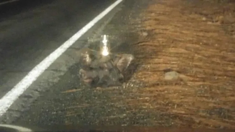 Svinjska glava sa svijećom. Sasvim uobičajeni prizor