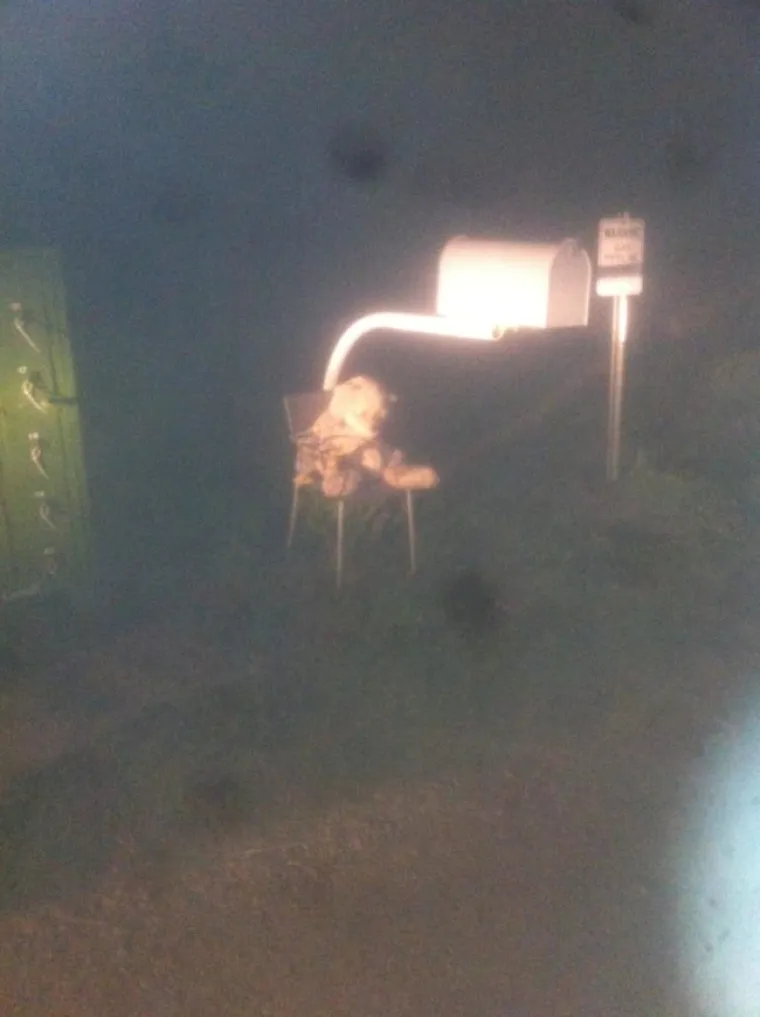 Možda je ovaj medo cinkao policiji...