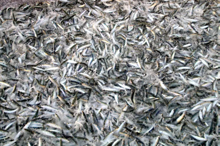 Prava ruta: Big Game Fishing