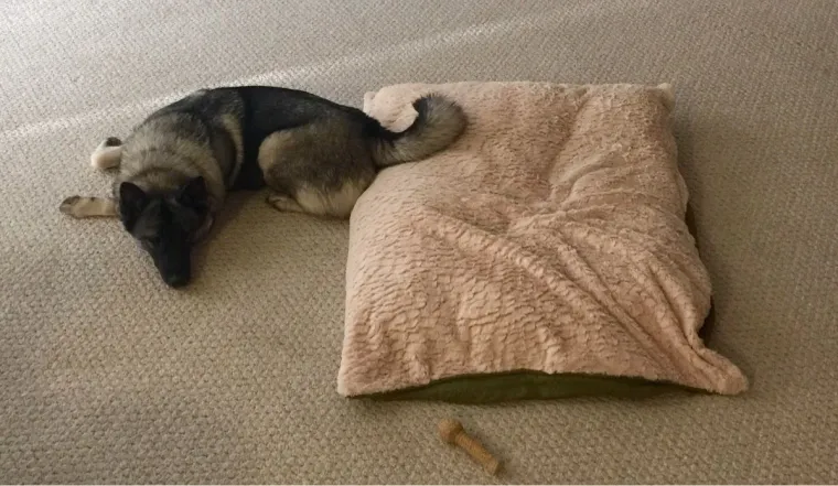 Pravi mali buntovnici: pogledajte za &scaron;to ovim preslatkim psima služe njihovi kreveti