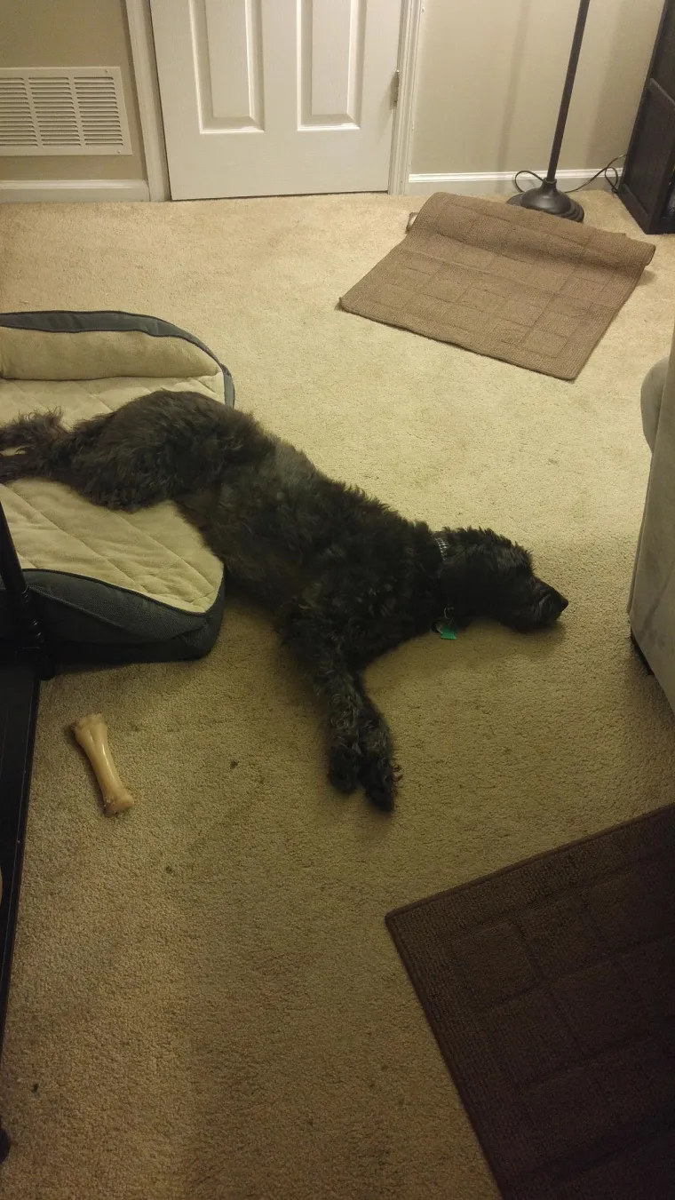 Pravi mali buntovnici: pogledajte za &scaron;to ovim preslatkim psima služe njihovi kreveti