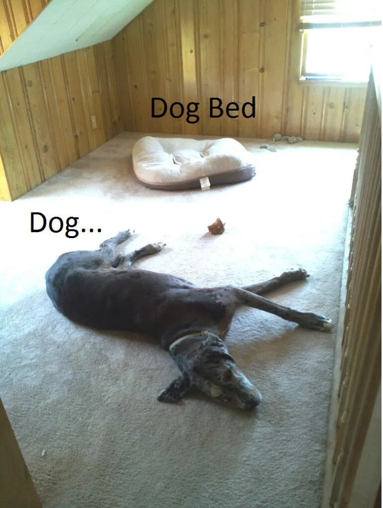 Pravi mali buntovnici: pogledajte za &scaron;to ovim preslatkim psima služe njihovi kreveti