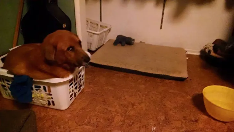 Pravi mali buntovnici: pogledajte za &scaron;to ovim preslatkim psima služe njihovi kreveti