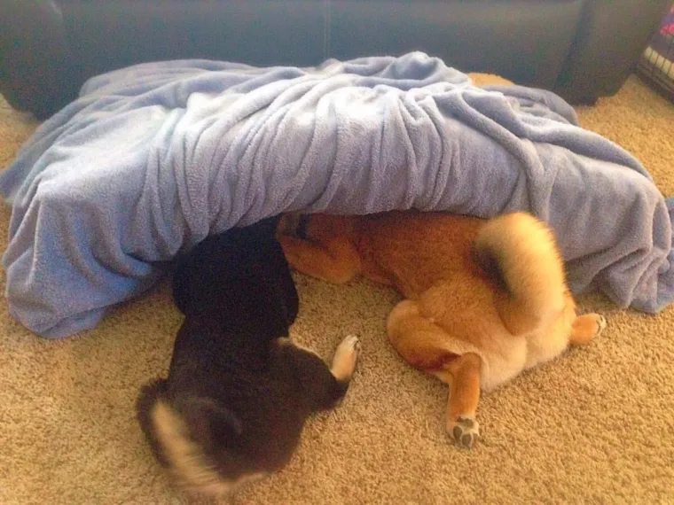 Pravi mali buntovnici: pogledajte za &scaron;to ovim preslatkim psima služe njihovi kreveti