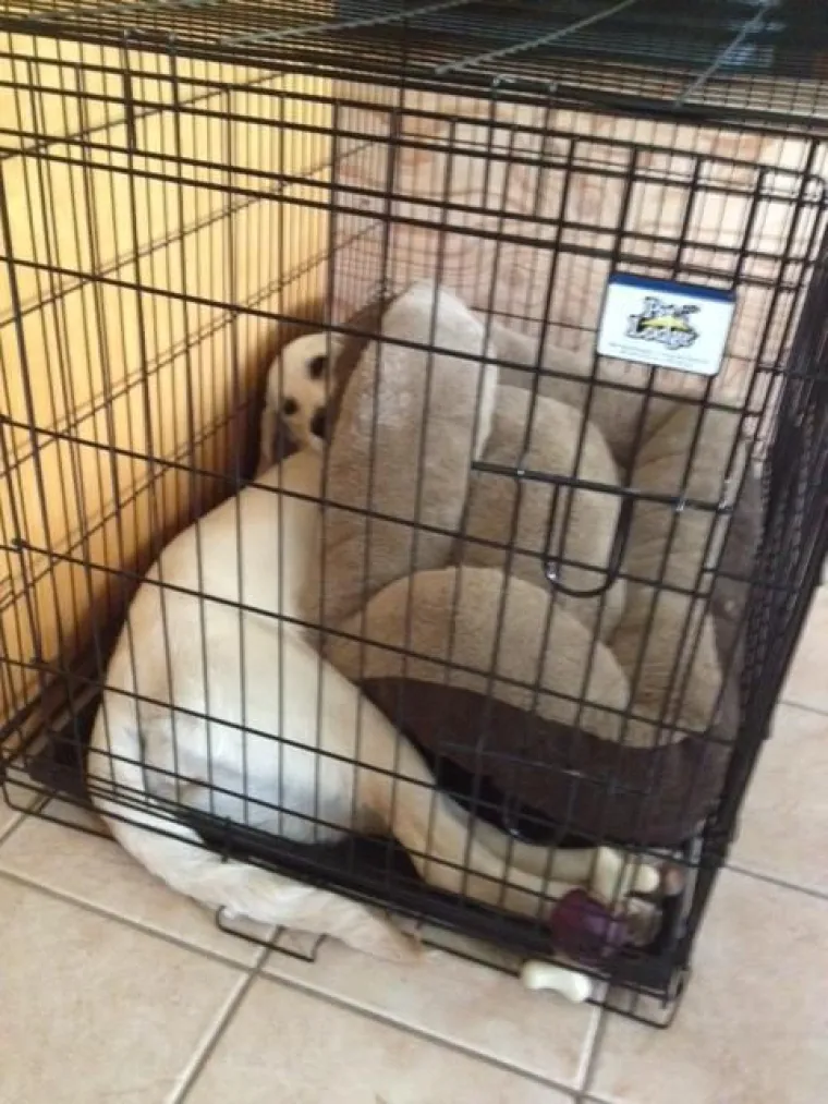 Pravi mali buntovnici: pogledajte za &scaron;to ovim preslatkim psima služe njihovi kreveti