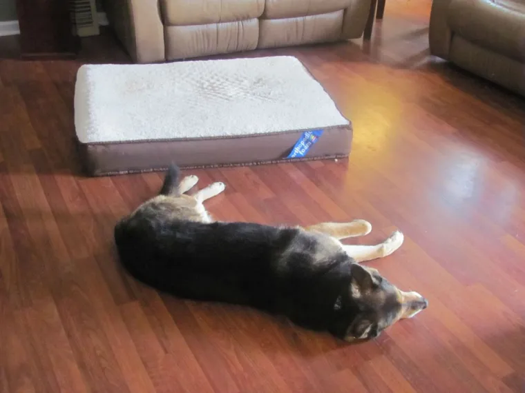 Pravi mali buntovnici: pogledajte za &scaron;to ovim preslatkim psima služe njihovi kreveti