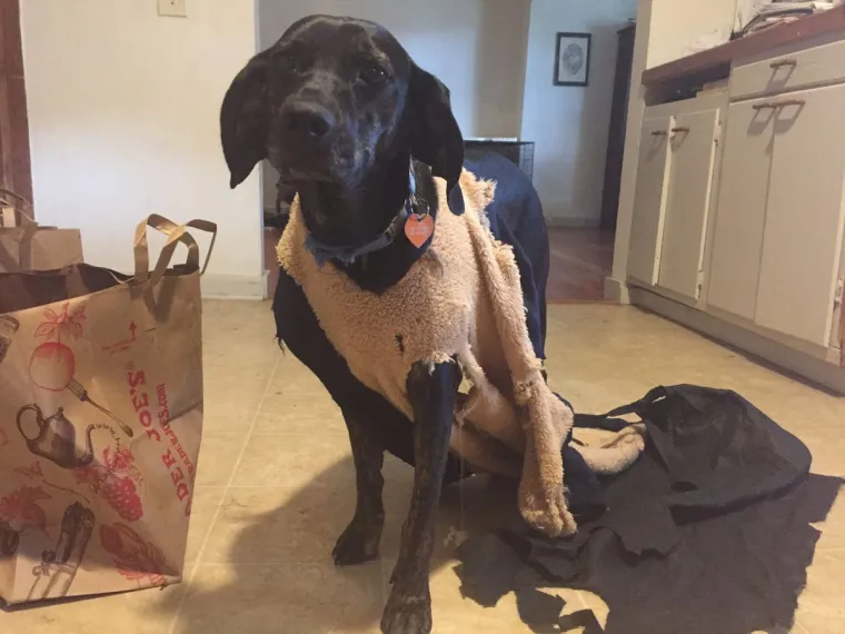 Pravi mali buntovnici: pogledajte za &scaron;to ovim preslatkim psima služe njihovi kreveti