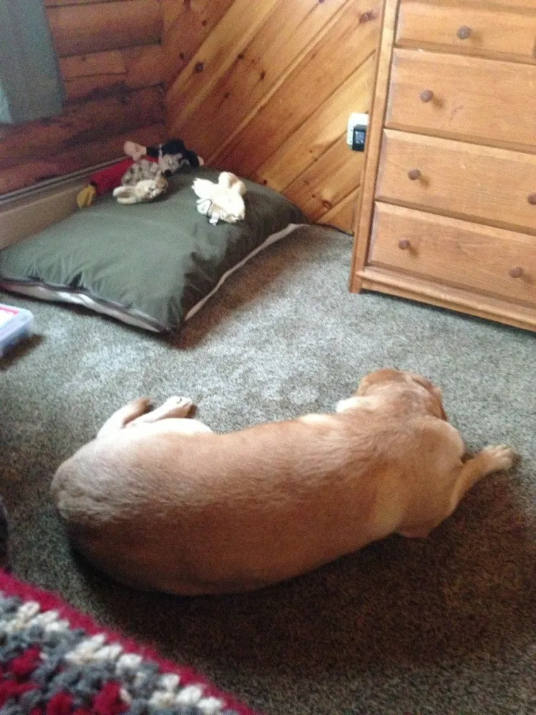 Pravi mali buntovnici: pogledajte za &scaron;to ovim preslatkim psima služe njihovi kreveti