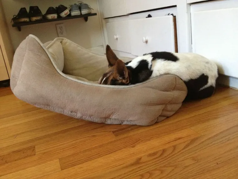 Pravi mali buntovnici: pogledajte za &scaron;to ovim preslatkim psima služe njihovi kreveti